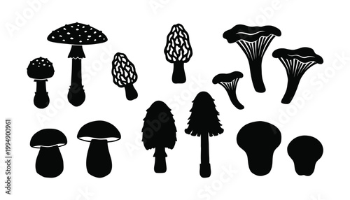 Mushroom types set vector illustration transparent background various forest fungi edible and poisonous mushrooms silhouette.