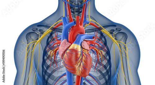 A detailed illustration of the human heart and circulatory system