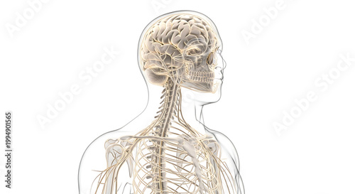 A detailed illustration of the human nervous system, showcasing the brain, spine, and nerves in a transparent body.