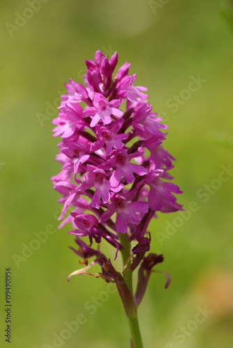 Принти на полотні Orchis pyramidal (Anacamptis pyramidalis)
Anacamptis pyramidalis in flower