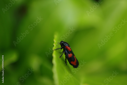 Foto Cercope sanguin (Cercopis vulnerata)
Cercopis vulnerata in its natural element