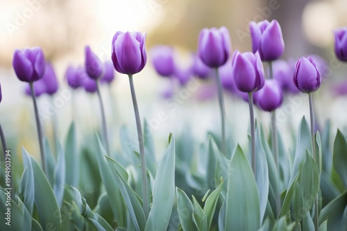 Purple Tulips Bloom in Garden During Spring Season Under Bright Sunlight