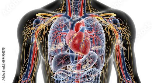 A detailed illustration of the human body's internal anatomy, showcasing the heart and vascular system.