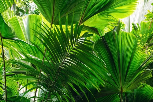 Palm Leaves Create a Green Backdrop in a Lush Garden Setting During Daytime