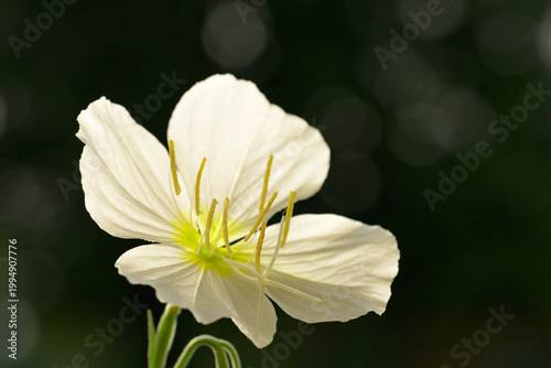 Pure white Pale Evening Primrose flower against dark green foliage