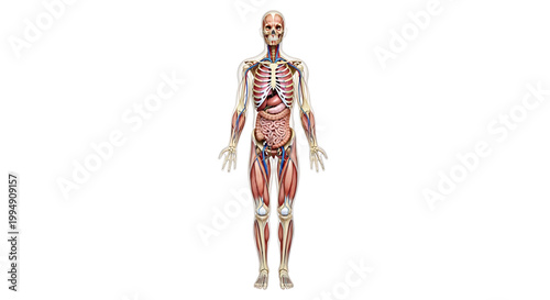 A detailed illustration of the human body showing the skeletal and muscular systems