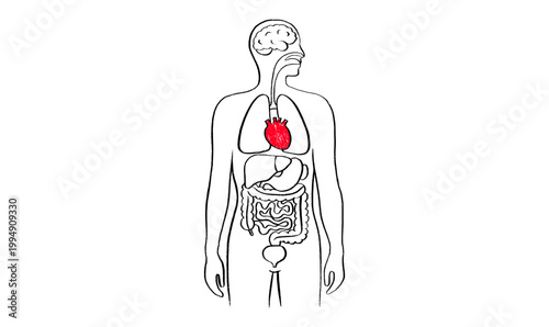 Human heart sketch