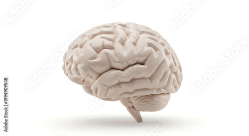A detailed model of a human brain on a white background