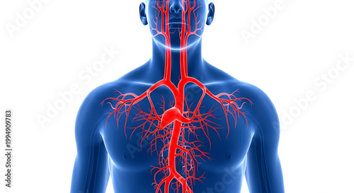 A detailed illustration of the human circulatory system with visible arteries and blood vessels.