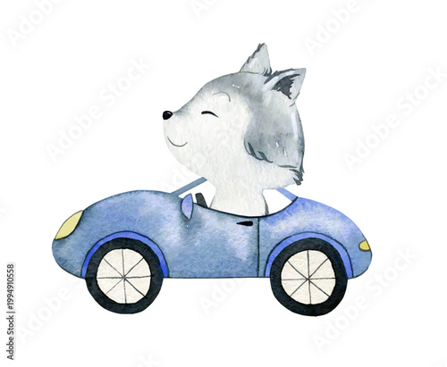 Watercolor vector illustration. Wolf rides in the car.