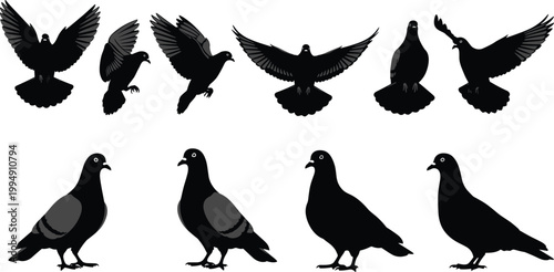 Pigeon silhouette illustration, flying posture, standing pose, bird flock design, urban wildlife theme, vector art, black silhouettes, isolated, detailed, natural