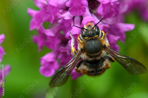 Canvastavla European Wool Carder Bee (Anthidium manicatum)
