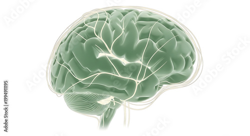 A detailed illustration of a human brain with visible neural connections and structures.