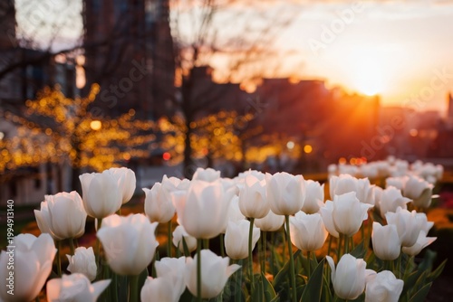 Sunset View of White Tulips in a City Park With Buildings in the Background