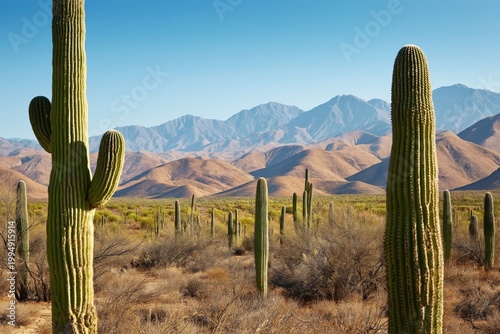 Desert Landscape With Tall Cacti and Mountains Under Clear Sky in Daylight Hours