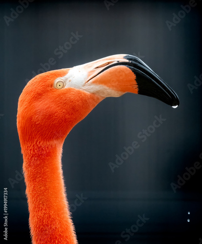 close up of a flamingo with a water drop on beak