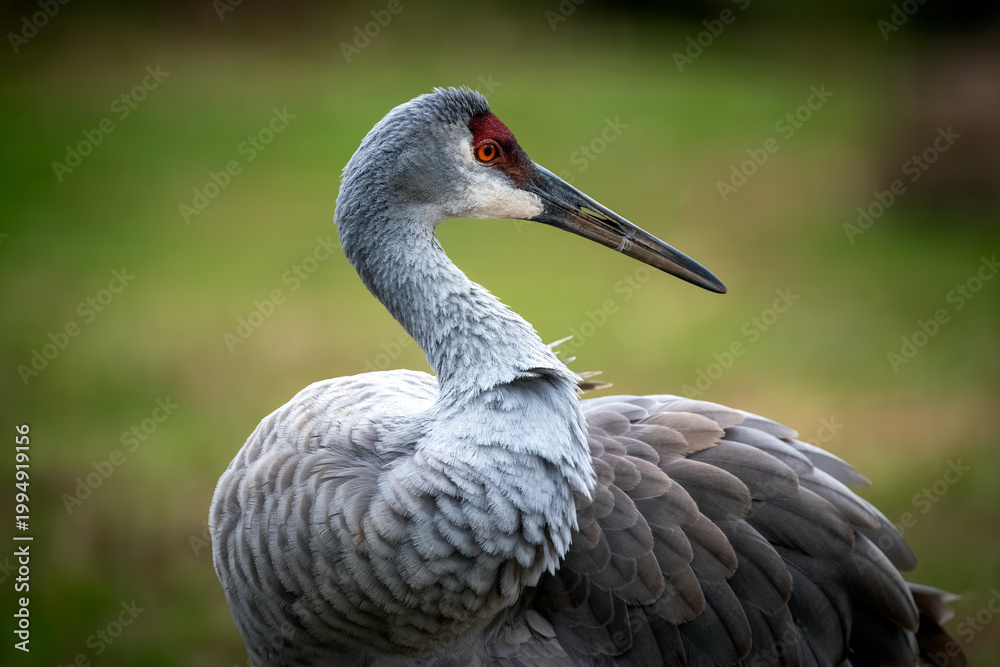 Fototapeta premium Sandhill crane portrait