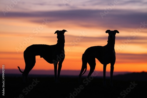 Two Dogs Sit on Grass During Sunset With Vibrant Sky Colors in the Background