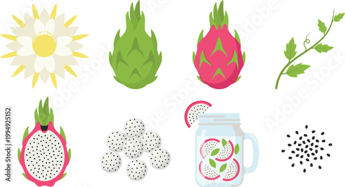 Dragon Fruit Botanical Vector Set with Pitaya Flower, Whole and Cut Fruit, Seeds, Leaves, and Infused Drink Jar for Tropical Food Design