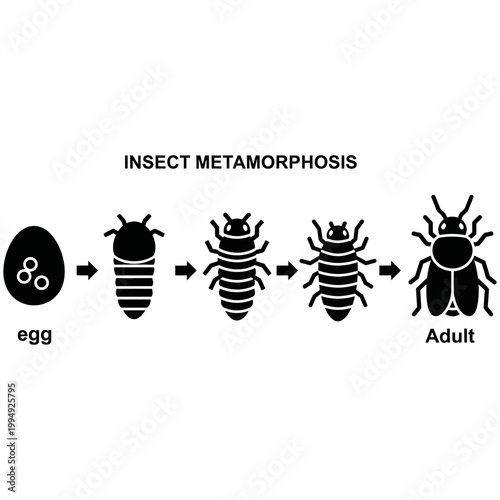 Insect Metamorphosis Life Cycle Diagram Vector Egg Larva Pupa Adult Black Illustration