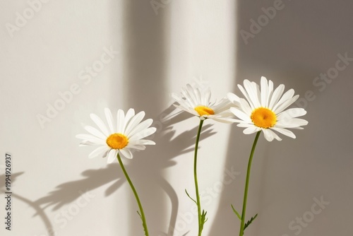 Three White Flowers With Yellow Centers Stand Against a Light Wall in Soft Su...