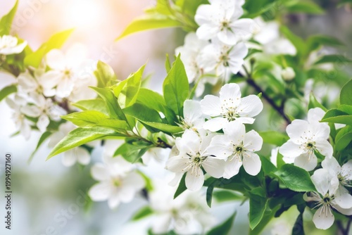 Blossoms Appear on Pear Tree Branches in Spring Sunlight Near a Peaceful Gard...