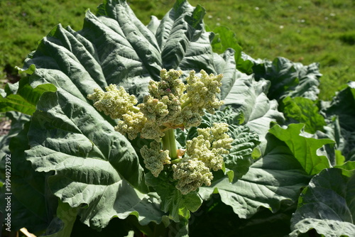 Rheum officinale au printemps