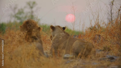 A pair of lions sits among the dry golden grass of the african plains during a hazy sunset. The scene captures the tranquility of the wilderness as the sun dips below the hazy horizon.