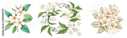 Jasmine flower illustration flat design isolated on transparent background