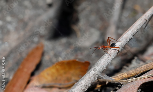 Spider ant Leptomyrmex sp. Grand Canyon. Blue Mountains National Park. New South Wales. Australia.