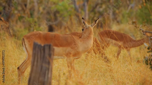 A small herd of impala antelopes moves slowly through a sunlit field of dry golden grass while foraging for food near sparse trees during the warm sunset hours in a natural wilderness environment.