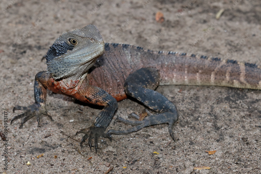 Fototapeta premium Male eastern water dragon Intellagama lesueurii lesueurii. Grand Canyon. Blue Mountains National Park. New South Wales. Australia.