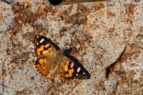 Australian painted lady Vanessa kershawi. Katoomba. New South Wales. Australia.