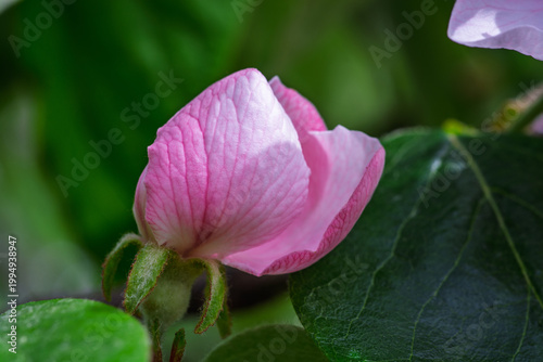 Bild auf Leinwand Bouton de fleur de cognassier (Cydonia oblonga) prêt à éclore au printemps