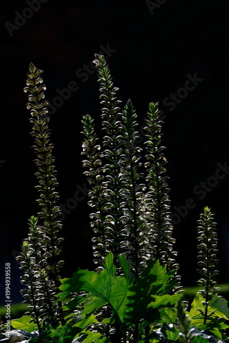 Canvas Print Inflorescences of bear's breeches Acanthus mollis against the light
