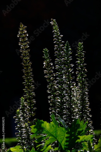 Принти на полотні Inflorescences of bear's breeches Acanthus mollis against the light