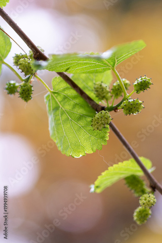 Фотография Gros plan sur une branche de murier