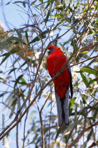 Crimson rosella Platycercus elegans elegans. Blue Mountains National Park. New South Wales. Australia.