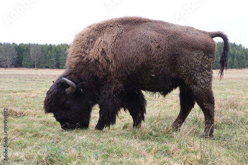 Grazing Bison in Open Grassland Wildlife Scene