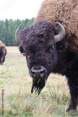 Bison Head Close Up Portrait with Strong Expression
