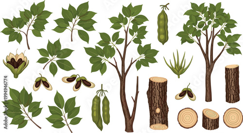 Detailed Tree and Plant Illustration Set Featuring Leaves, Branches, Pods, and Tree Trunks for Botanical, Eco-Friendly, and Nature Design Projects
