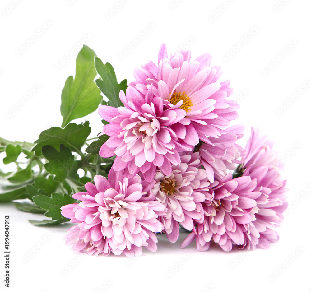 Foto Fleurs de Chrysanthème rose