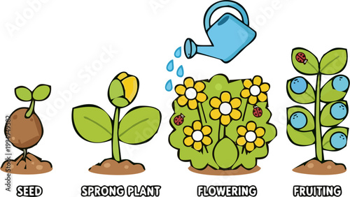 Cute Plant Life Cycle Educational Illustration Showing Seed, Sprout, Flowering and Fruiting Stages