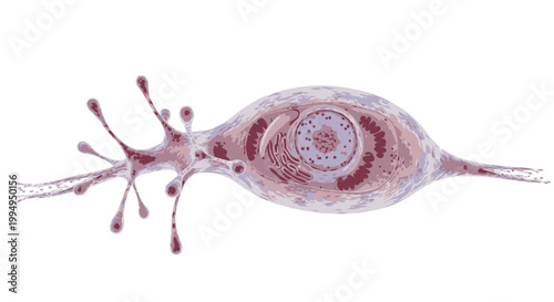 Microscopic View of a Ciliate Protozoan with Visible Organelles