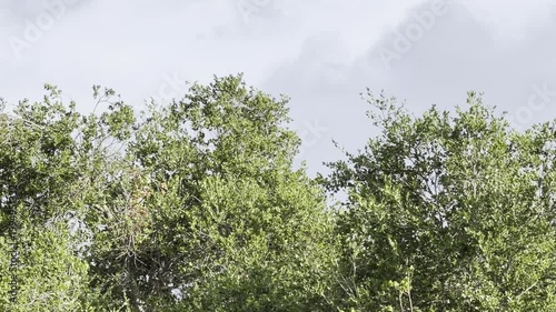 Hawk soars over trees under cloudy skies
