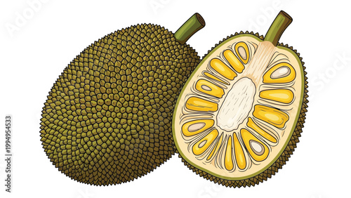 Illustration of a whole and a halved jackfruit on a white background, showcasing its green spiky exterior and yellow interior.