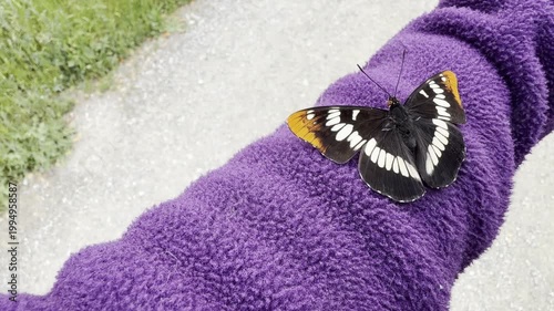 Lorquin’s Admiral butterfly on a jacket sleeve	