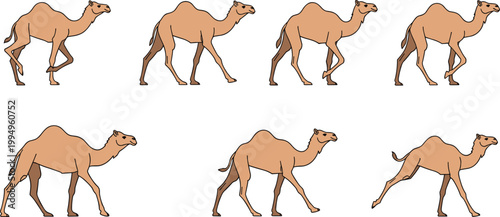 Dromedary Camel Vector Set Featuring Realistic Desert Mammals in Various Walking and Running Gaits for Wildlife and Travel DesignDromedary Camel Vector Set Featuring Realistic Desert 
