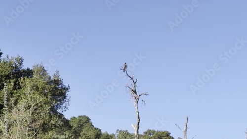 Zooming in on a hawk that takes flight	