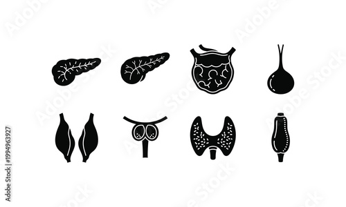 Human organ and gland icons set